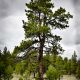 The Colours of Bryce Canyon